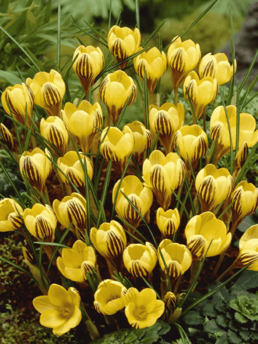 Крокус Gipsy girl