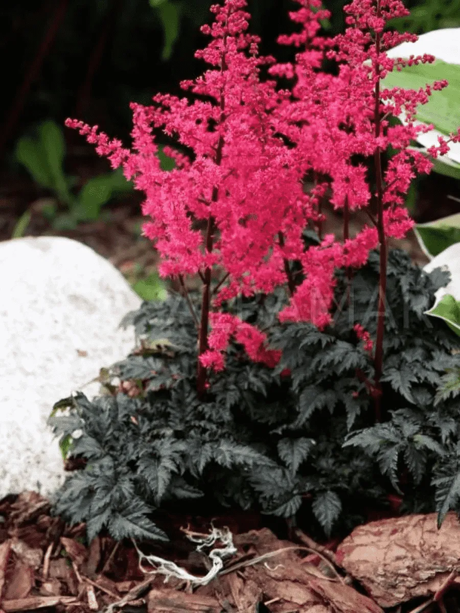 Астильба Арендса Hard Rock Астильба Арендса Hard Rock