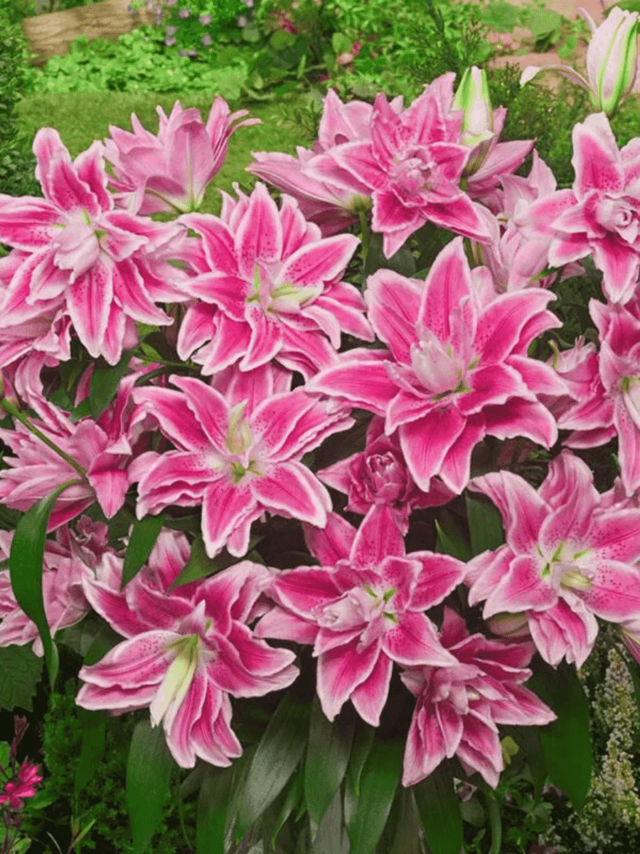 Лилия Roselily Isabella