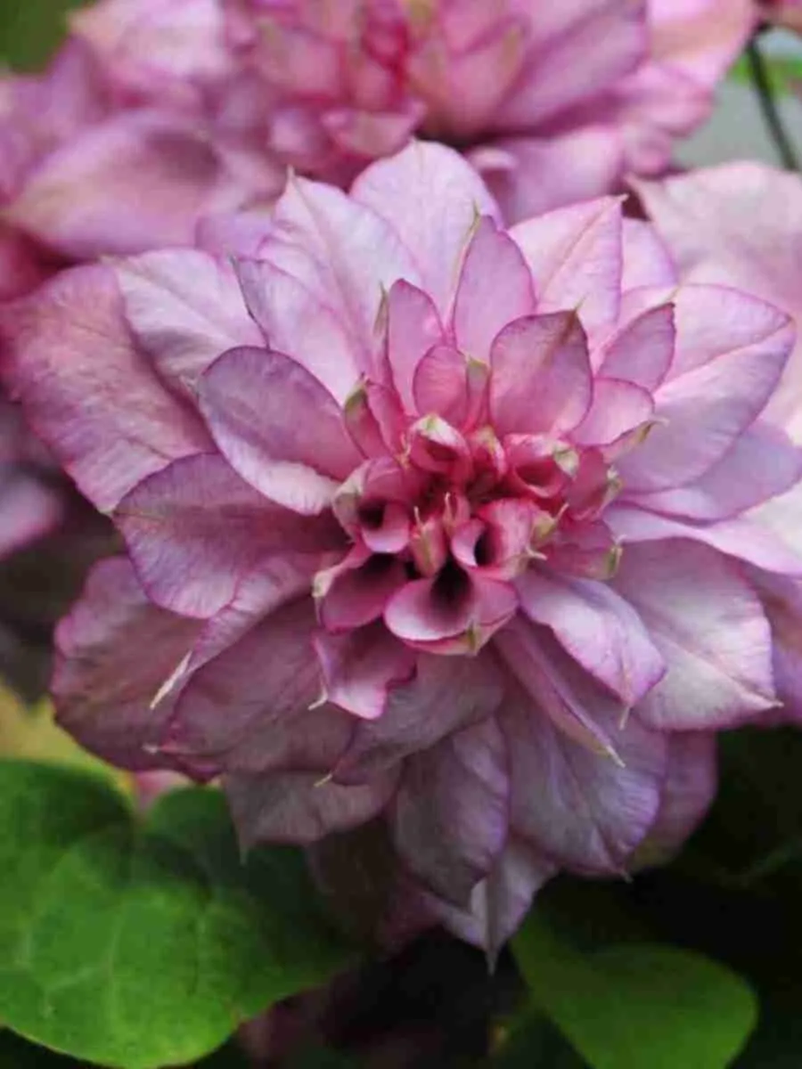 Клематис гибридный Innocent Glance