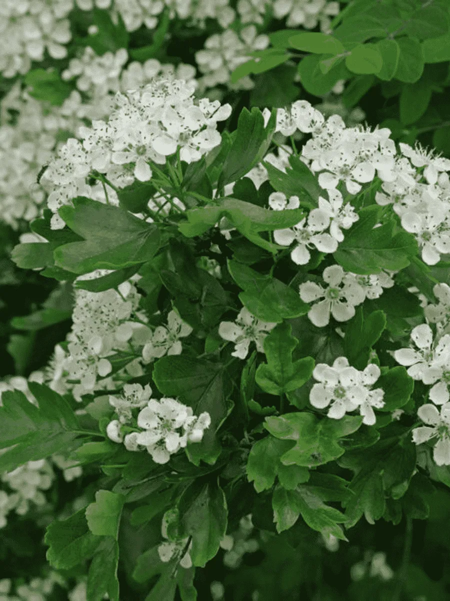 Боярышник однопестичный Боярышник однопестичный