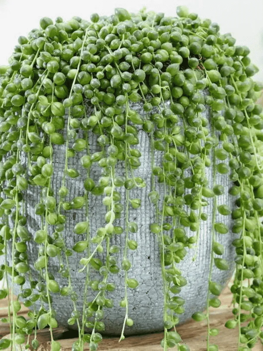 Крестовник Крестовник