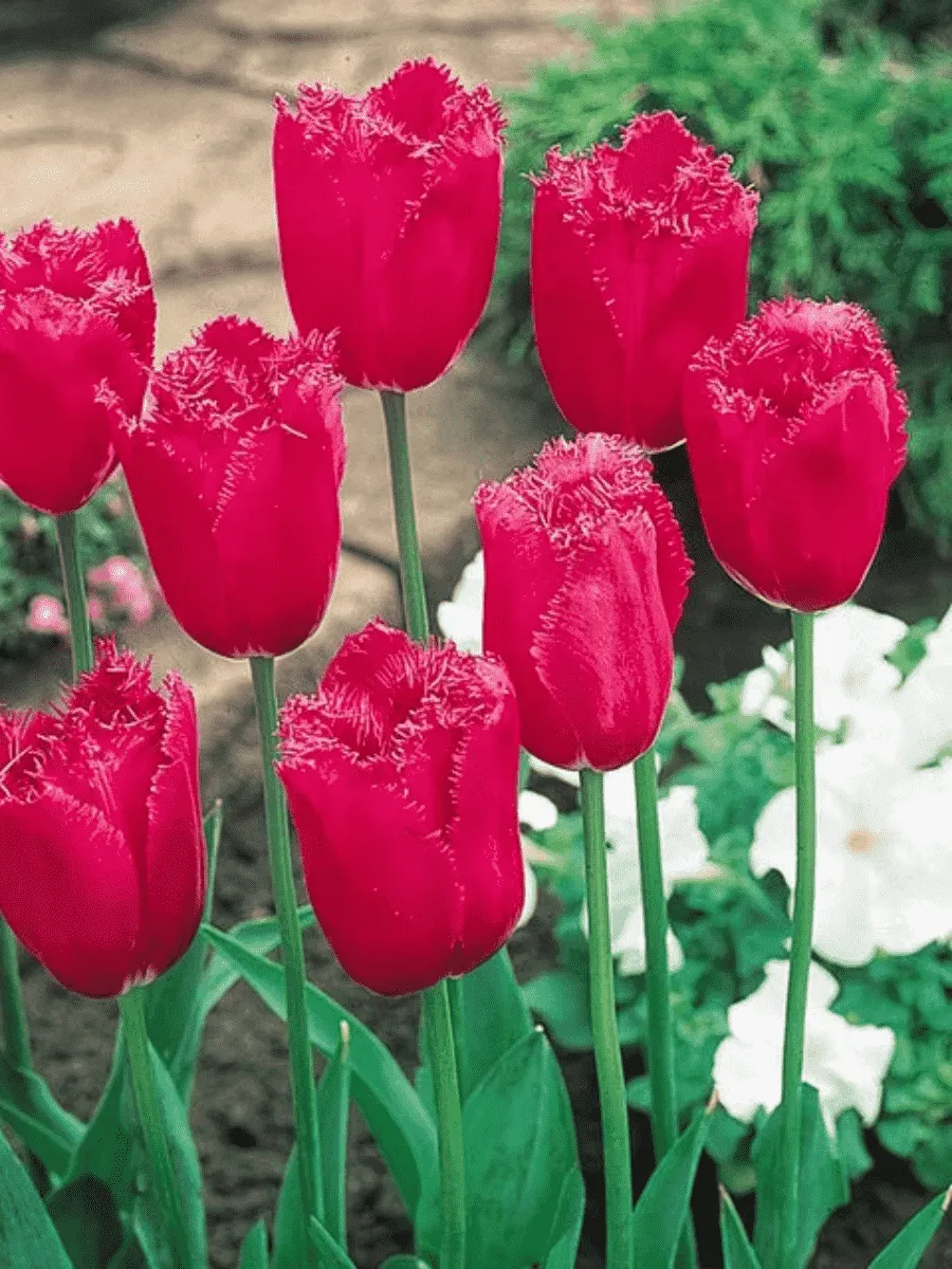 Тюльпан Burgundy Lace