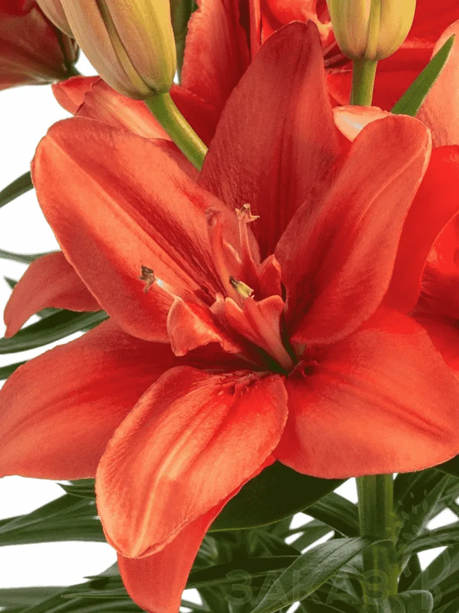 Лилия Pura Amor