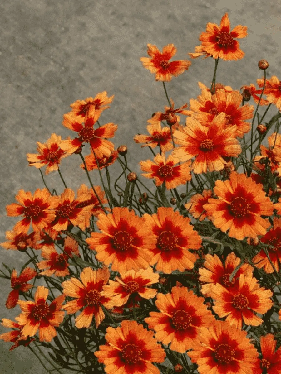 Кореопсис Desert Coral Кореопсис Desert Coral