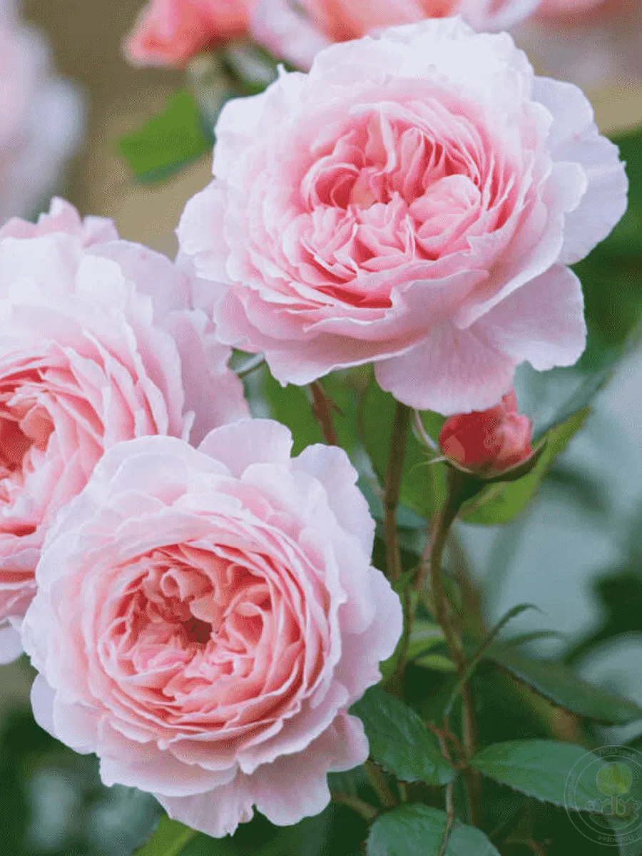 Роза Английская кустовая  A Shropshire Lad