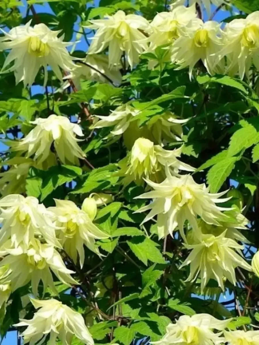 Клематис Lemon Dream