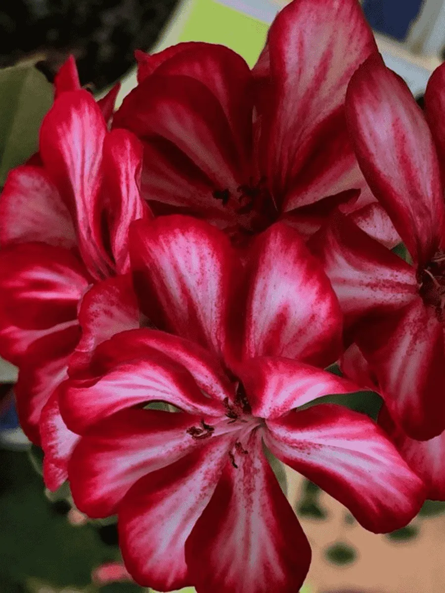 Пеларгония плющелистная  Grandeur Ivy Red кашпо Пеларгония плющелистная  Grandeur Ivy Red кашпо