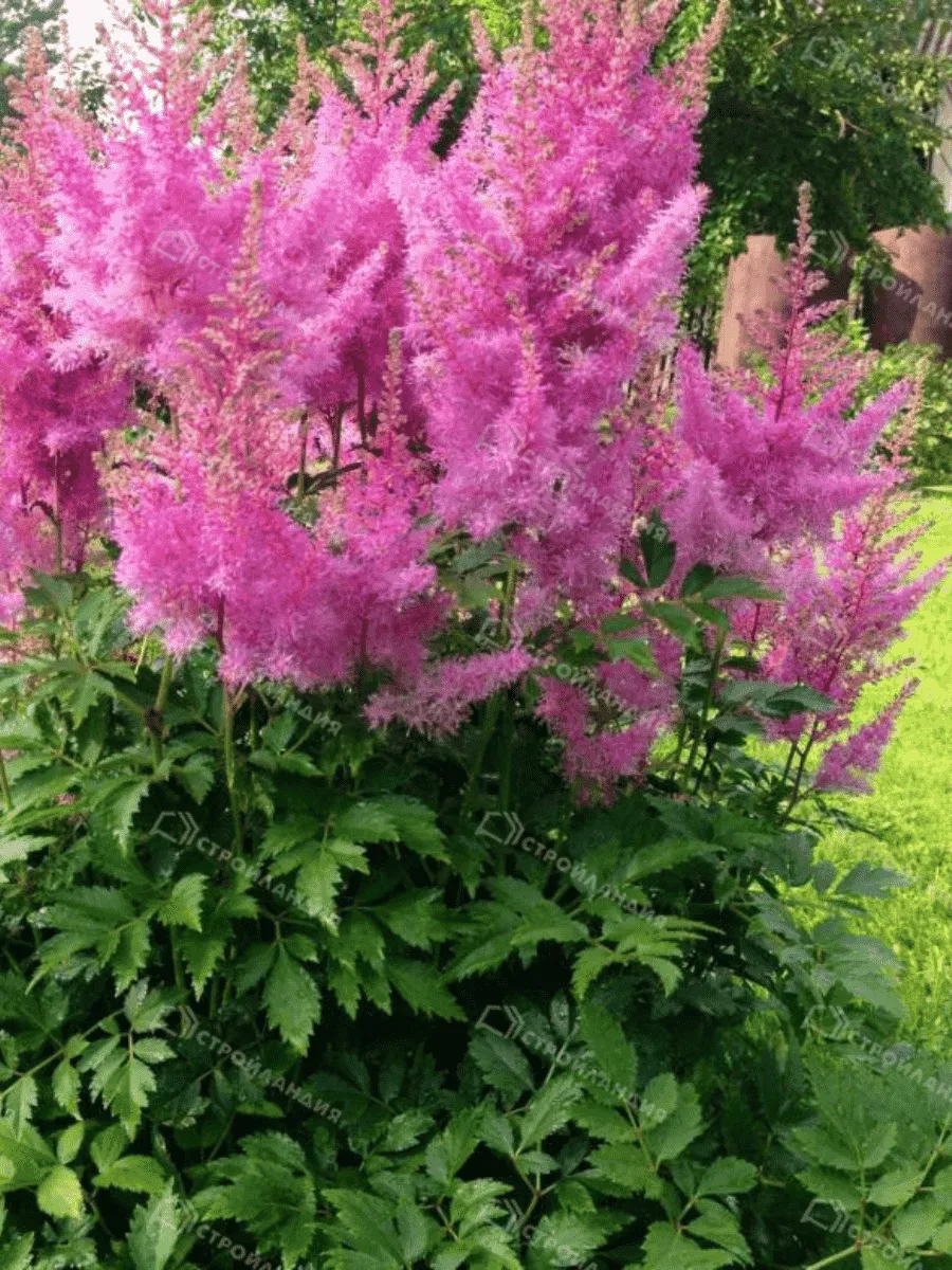 Астильба Арендса Gloria