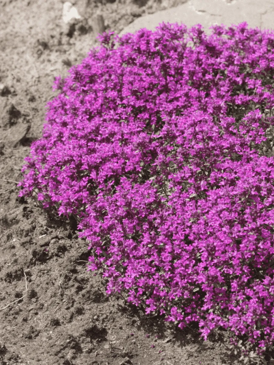 Тимьян ранний Purple Beauty Тимьян ранний Purple Beauty