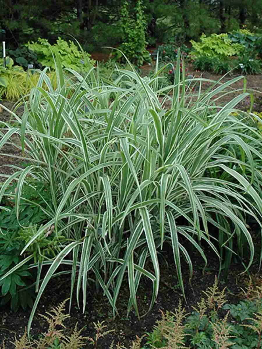 Мискантус китайский Cosmopolitan