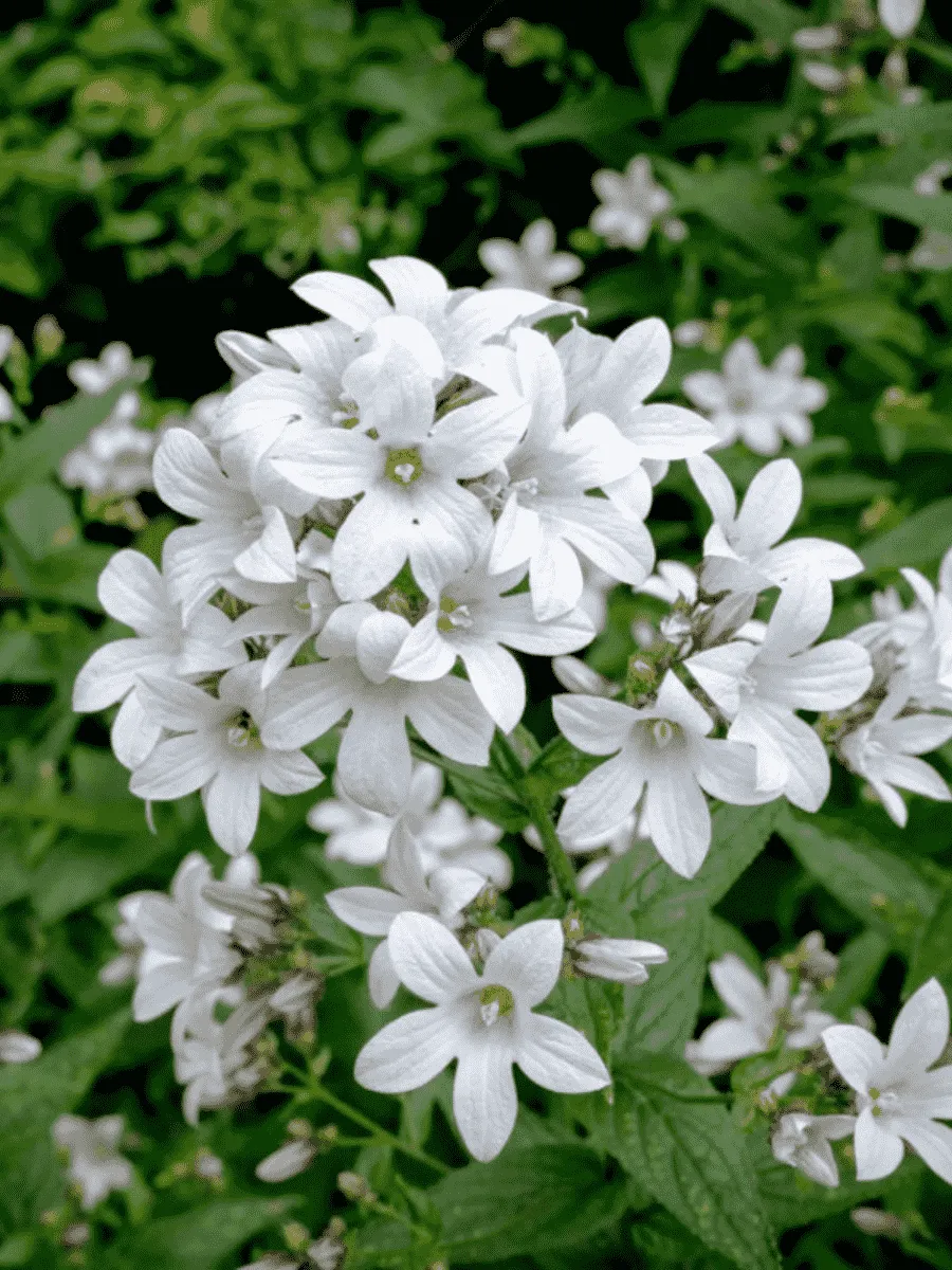 Колокольчик молочноцветковый Alba