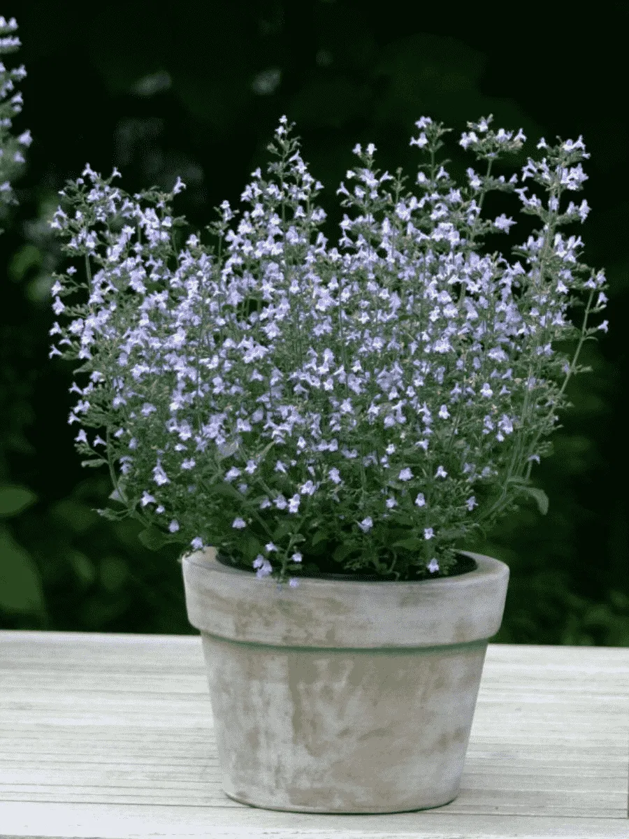 Душевик котовниковый Blue Cloud Душевик котовниковый Blue Cloud