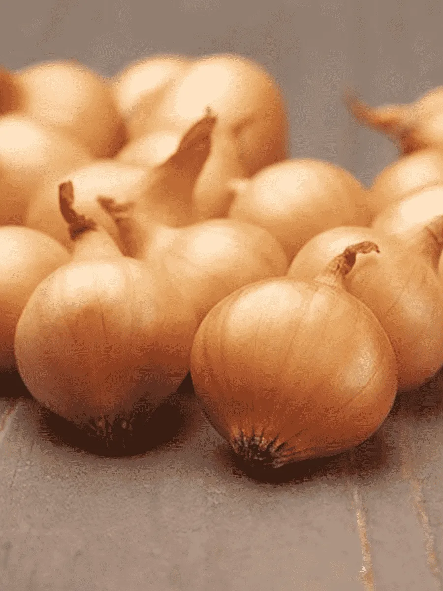 Лук-севок Коррадо Лук-севок Коррадо