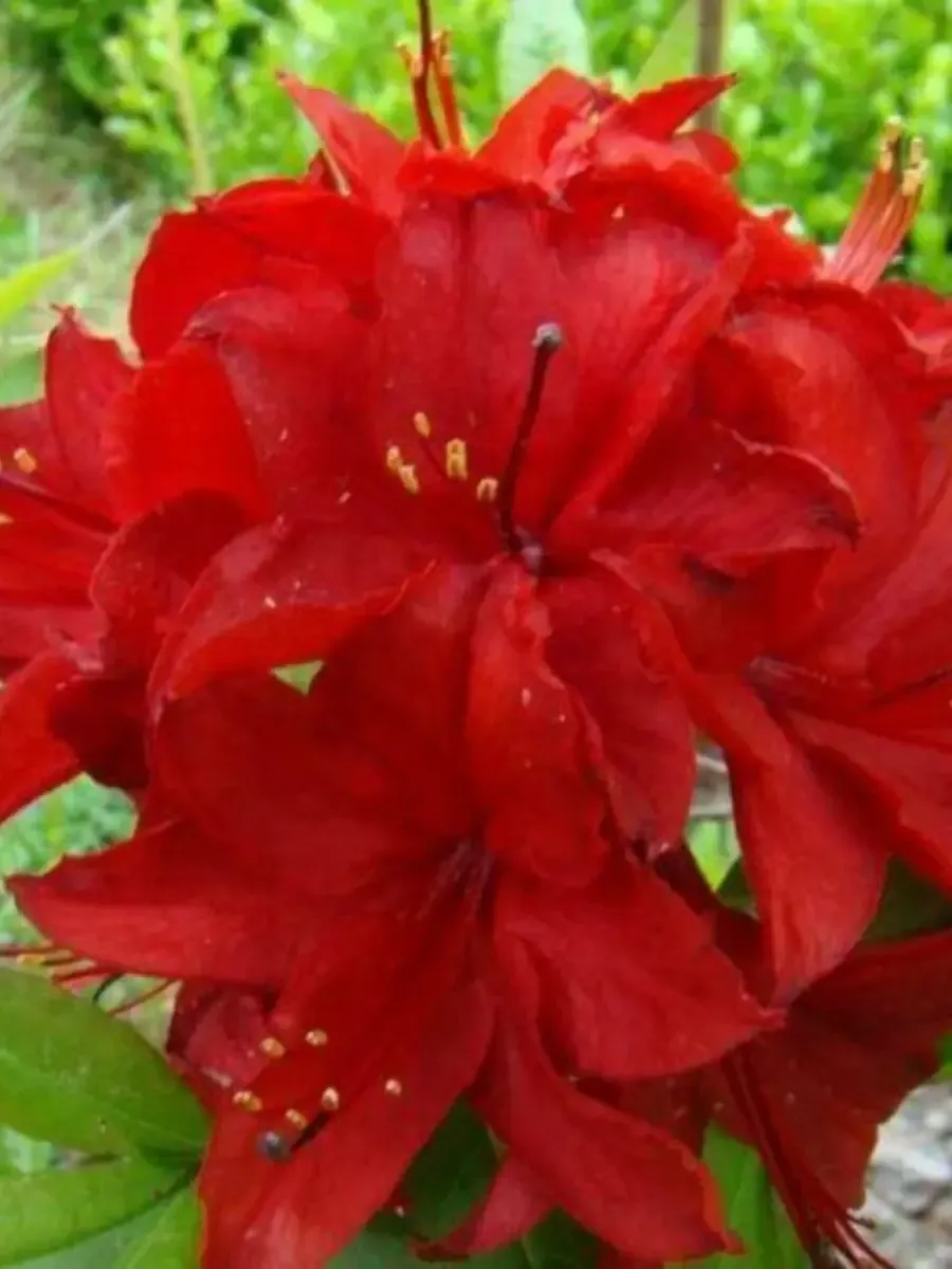 Азалия Nabucco