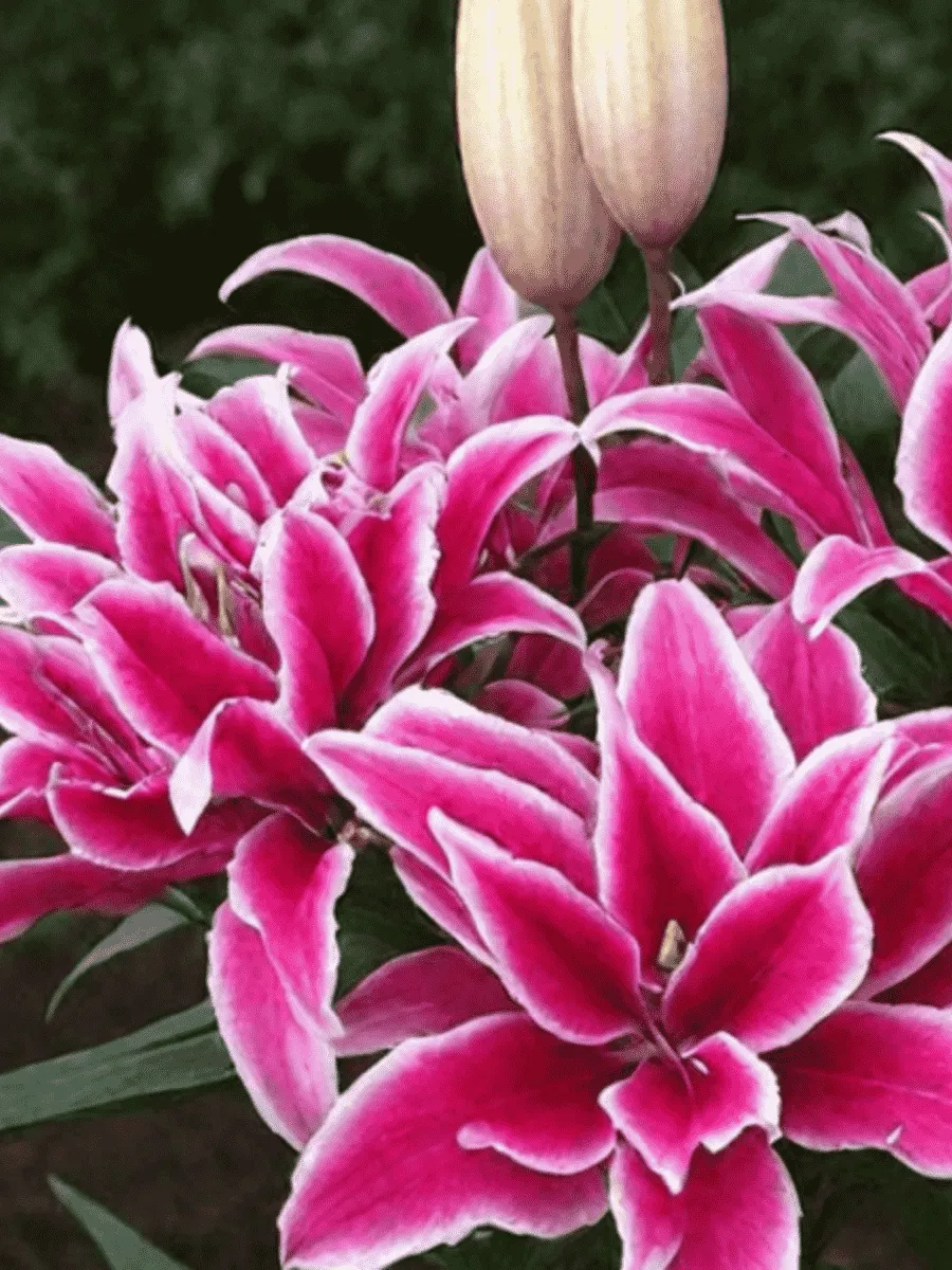 Лилия Roselily Thalissa