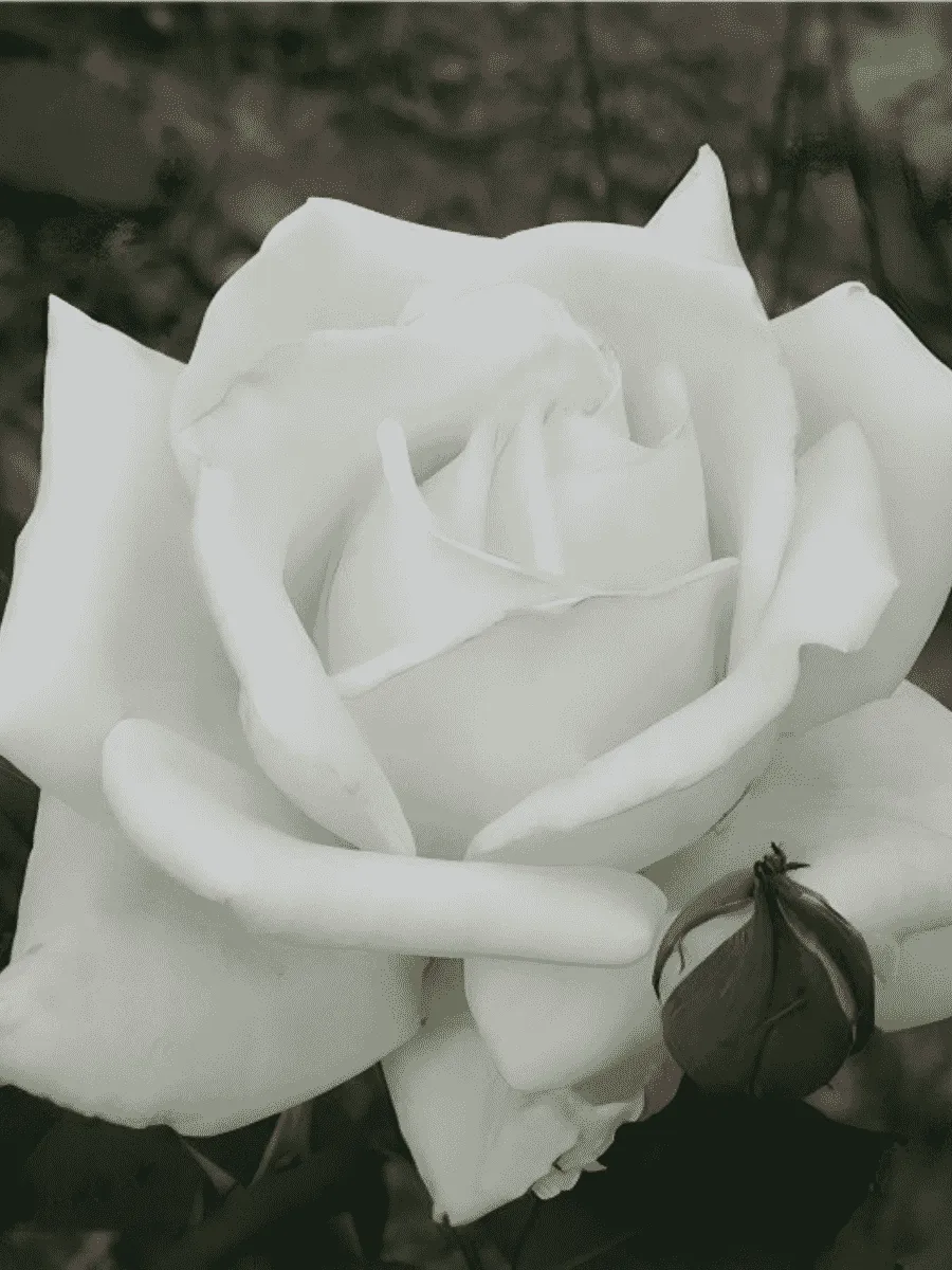 Роза Чайно-гибридная Polar Star