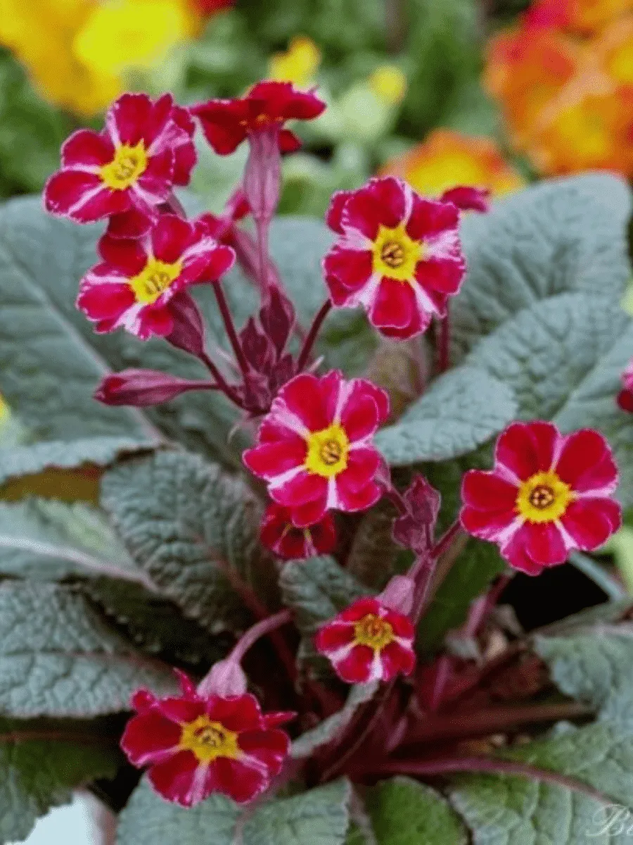 Примула гибридная Dark Rosaleen