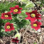 Прострел обыкновенный Pulsar Red Shades Прострел обыкновенный Pulsar Red Shades