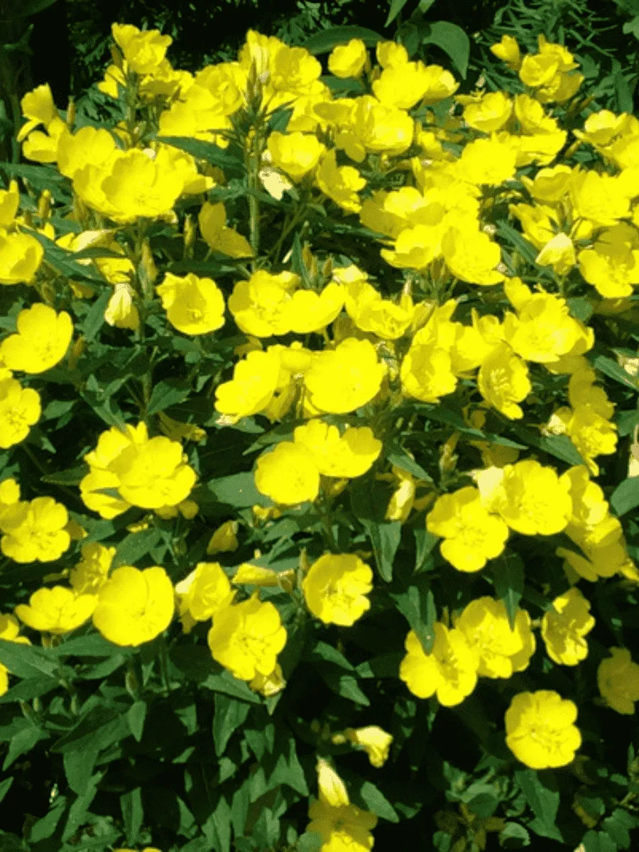 Энотера Энотера