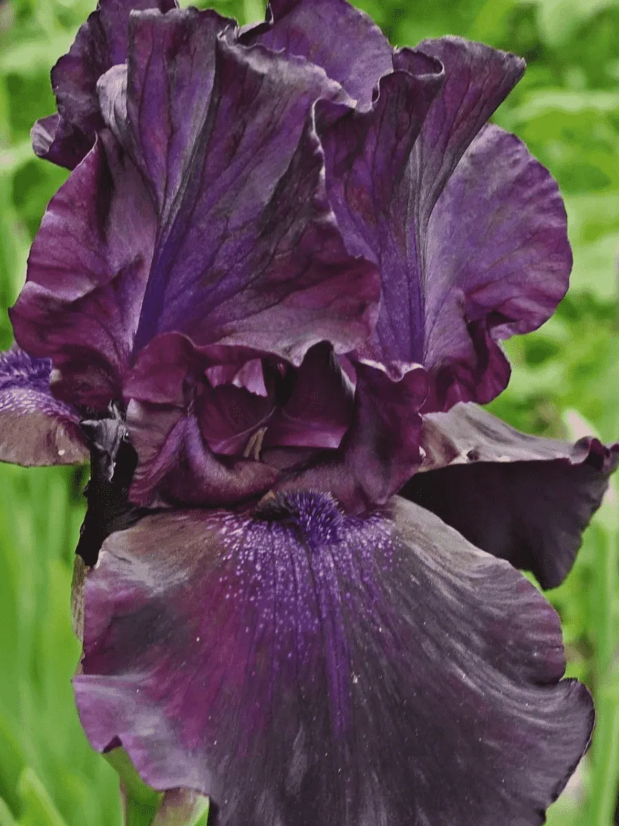 Ирис германский Superstition