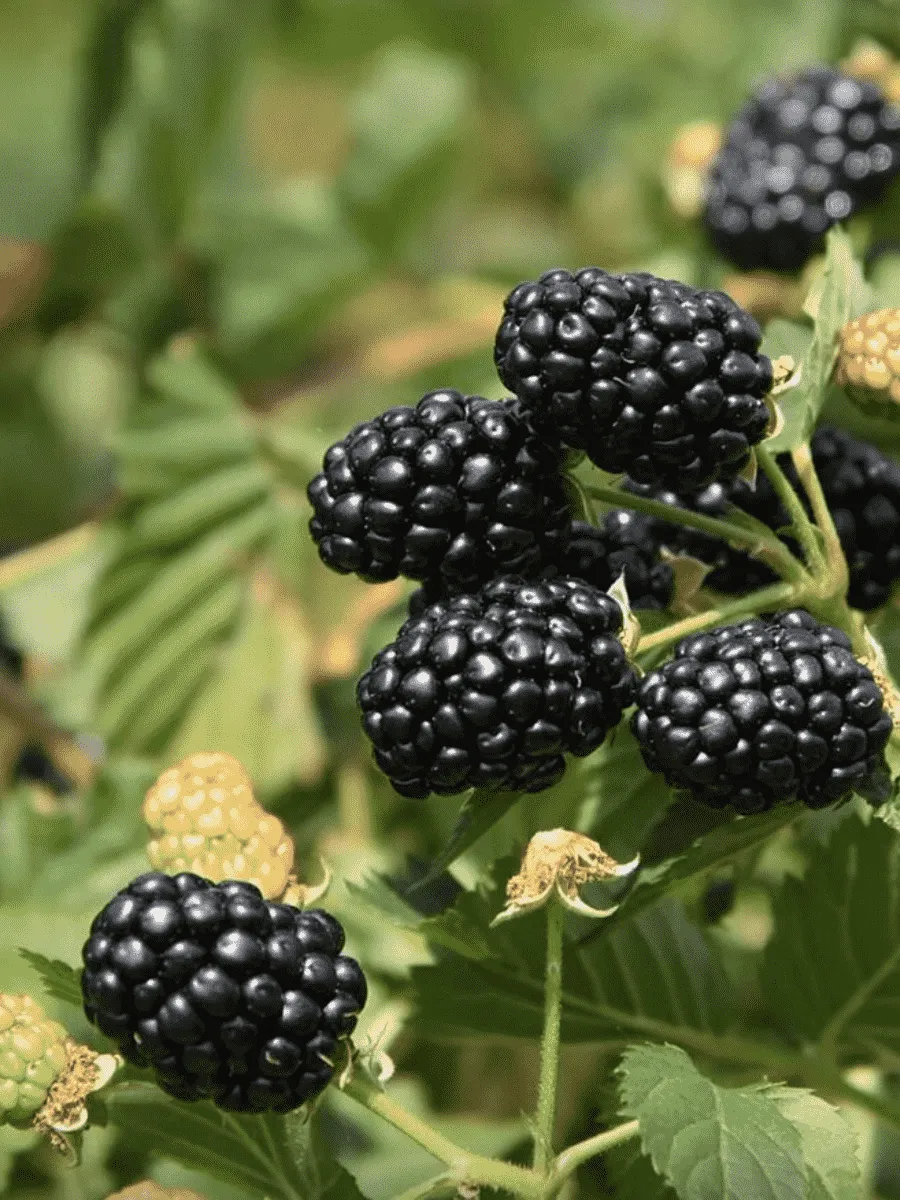 Ежевика Ponca Ежевика Ponca