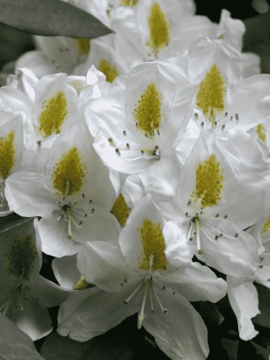 Рододендрон гибридный Madame Masson