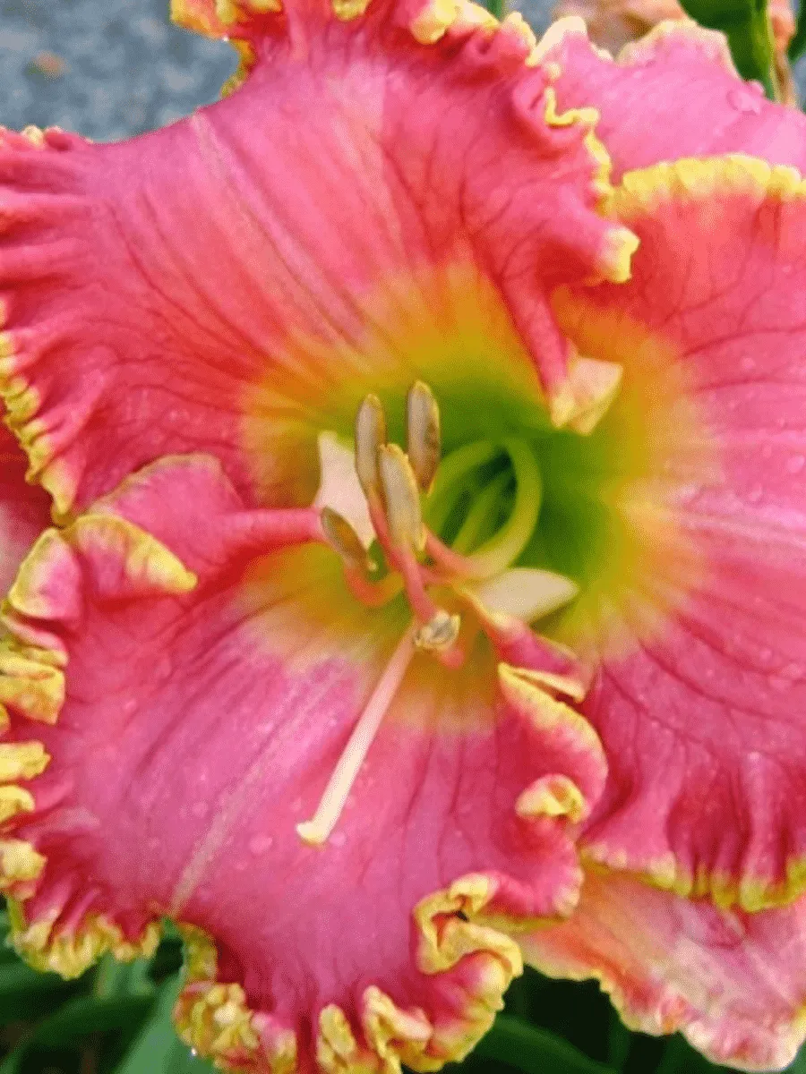 Лилейник Diva's Choice