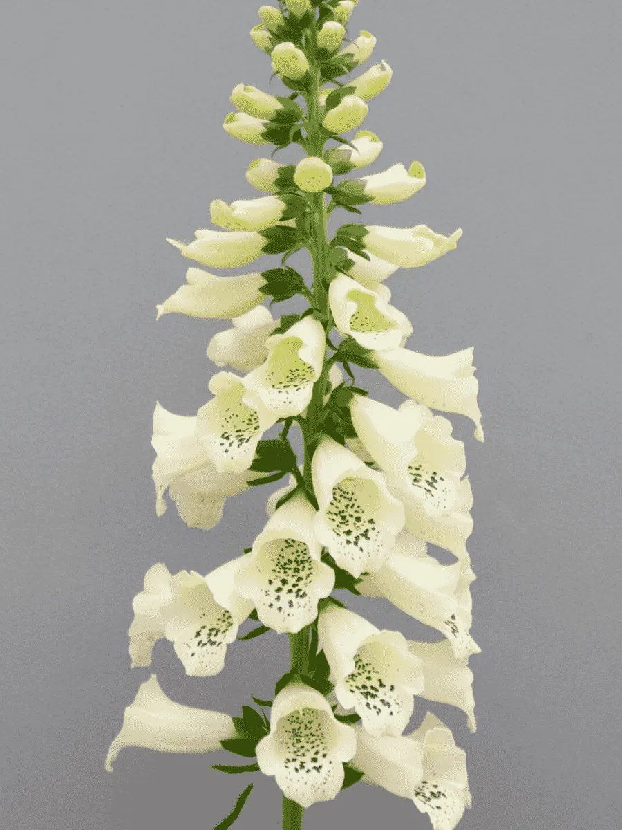 Наперстянка Dottie Cream