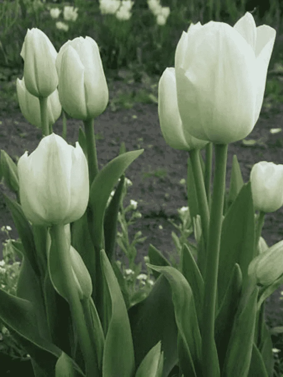 Тюльпан Weisse Berliner