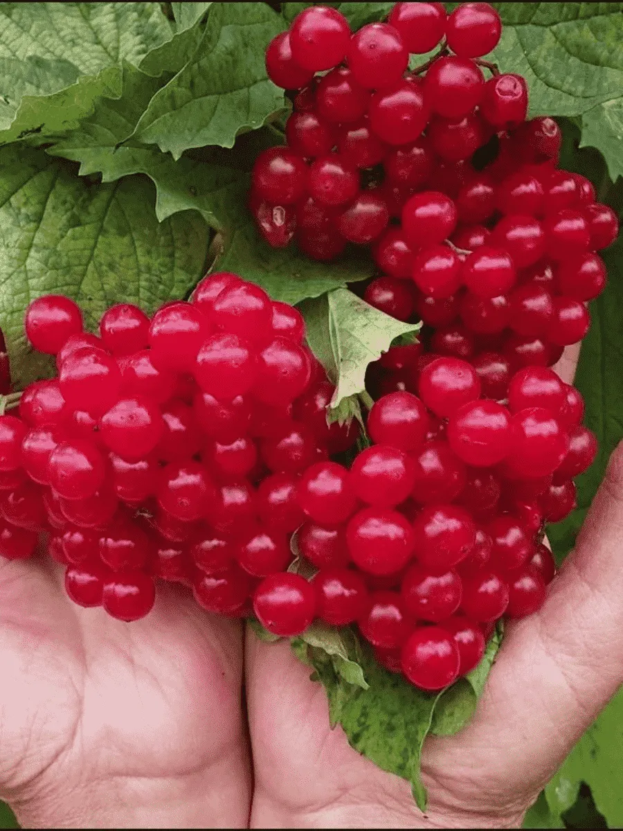 Калина съедобная Красная гроздь