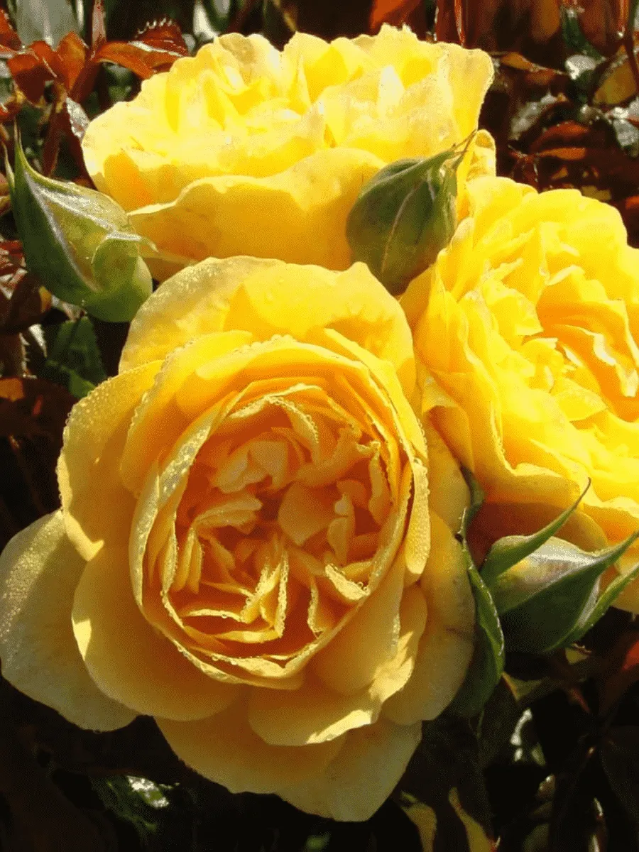 Роза Флорибунда Golden Years