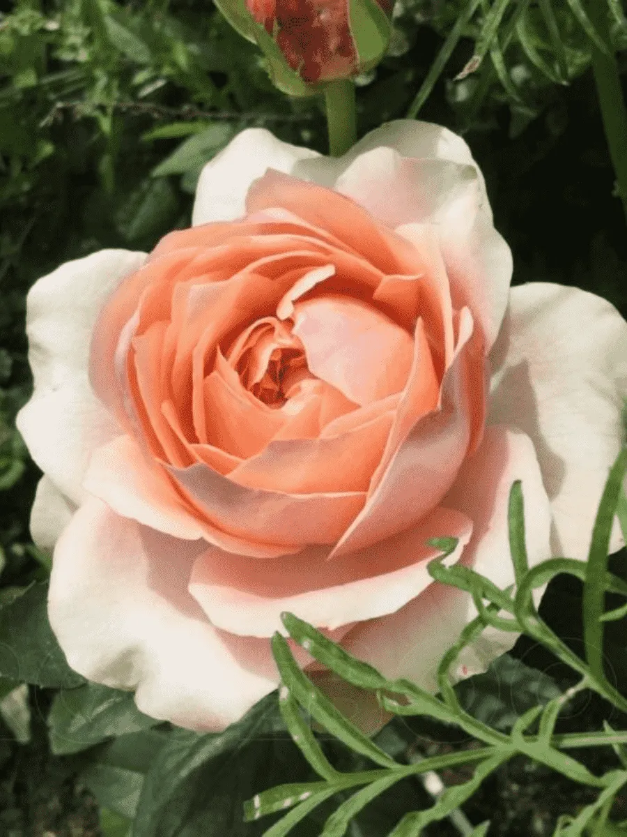 Роза  кустовая Maria Natale