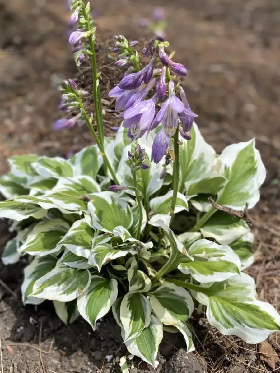 Хоста Yellow diamonds are Forever