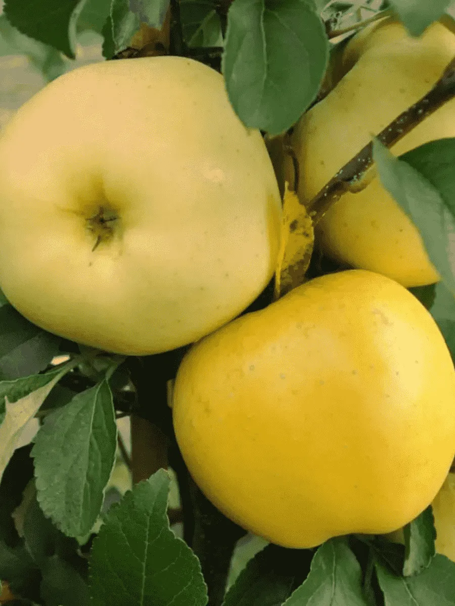 Яблоня Антоновка  золотая