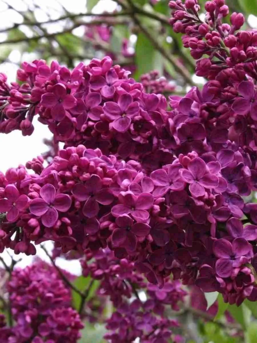 Сирень обыкновенная Памяти Людвига Шпета Сирень обыкновенная Памяти Людвига Шпета