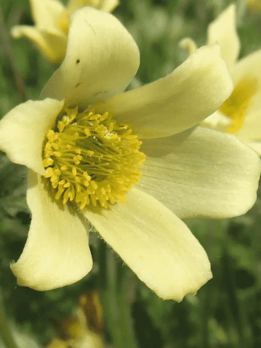 Прострел Албанский Прострел Албанский