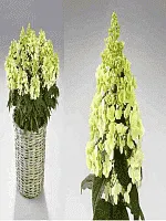 Гортензия метельчатая  Panzola ТОЛЬКО САМОВЫВОЗ Гортензия метельчатая  Panzola ТОЛЬКО САМОВЫВОЗ