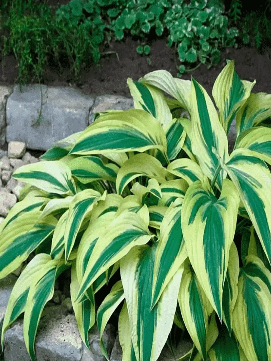 Хоста Lakeside Dragonfly