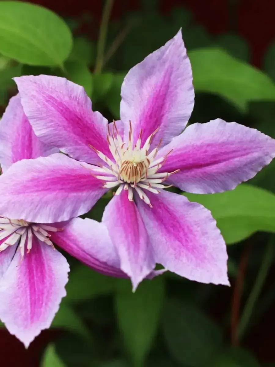 Клематис Tudor