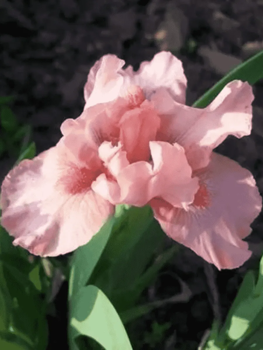 Ирис карликовый Rose