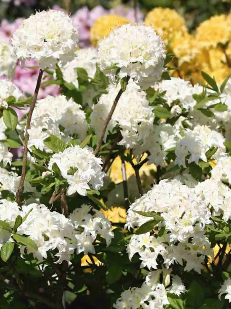 Азалия крупноцветковая Schneekopfchen Азалия крупноцветковая Schneekopfchen