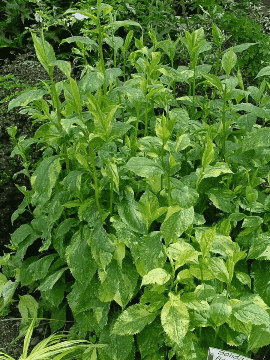 Солидаго  извилистостебельный Variegata Солидаго  извилистостебельный Variegata