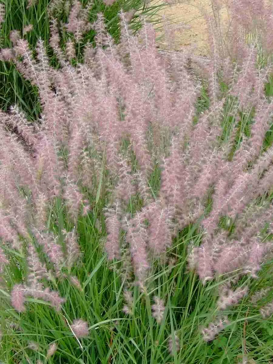 Пеннисетум восточный Flamingo Пеннисетум восточный Flamingo