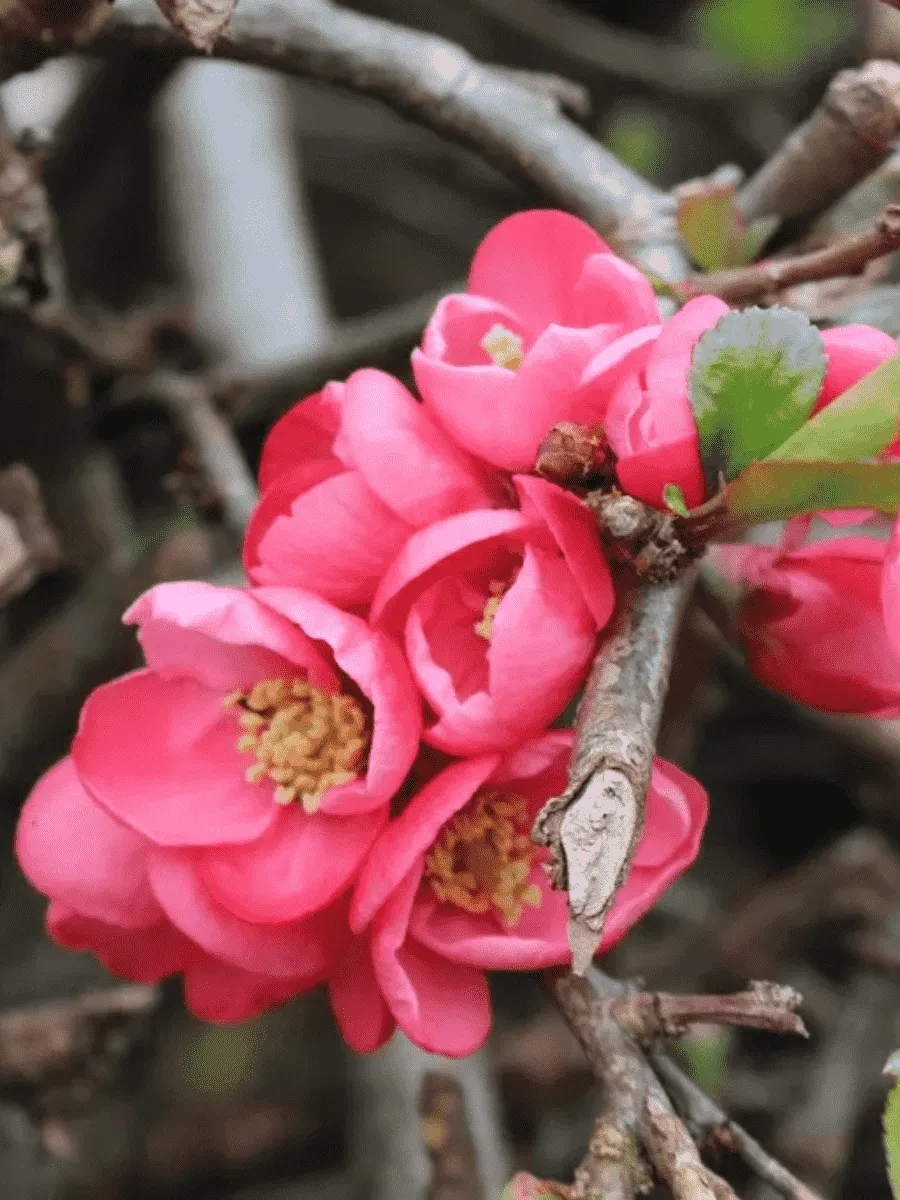 Айва превосходная Pink Lady Айва превосходная Pink Lady