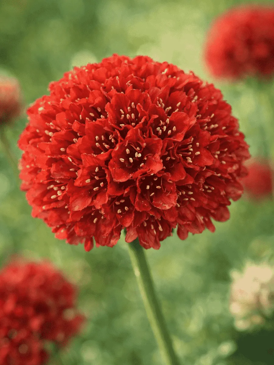 Армерия ложноармерия Ballerina Red