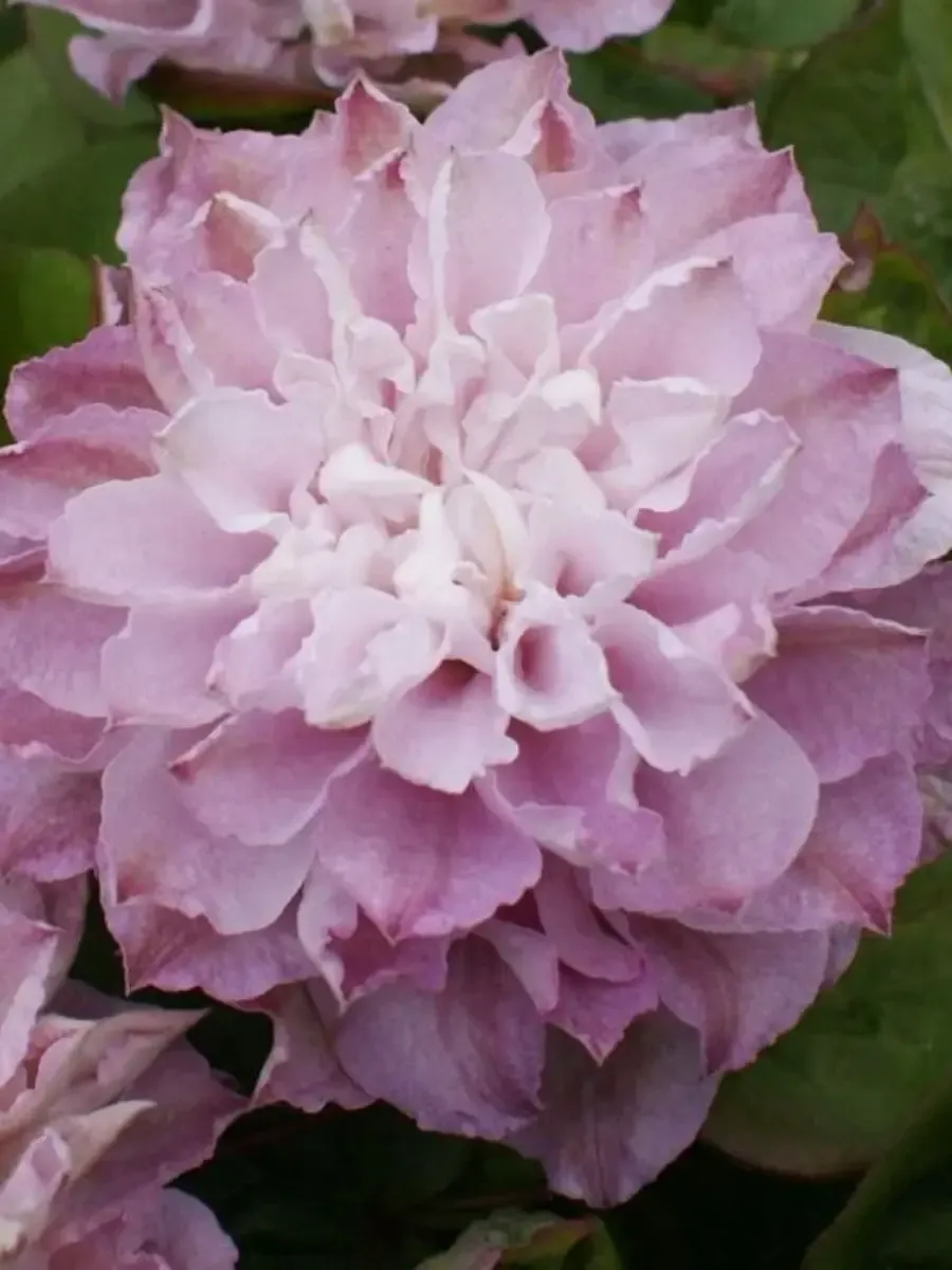 Клематис Dancing Smile