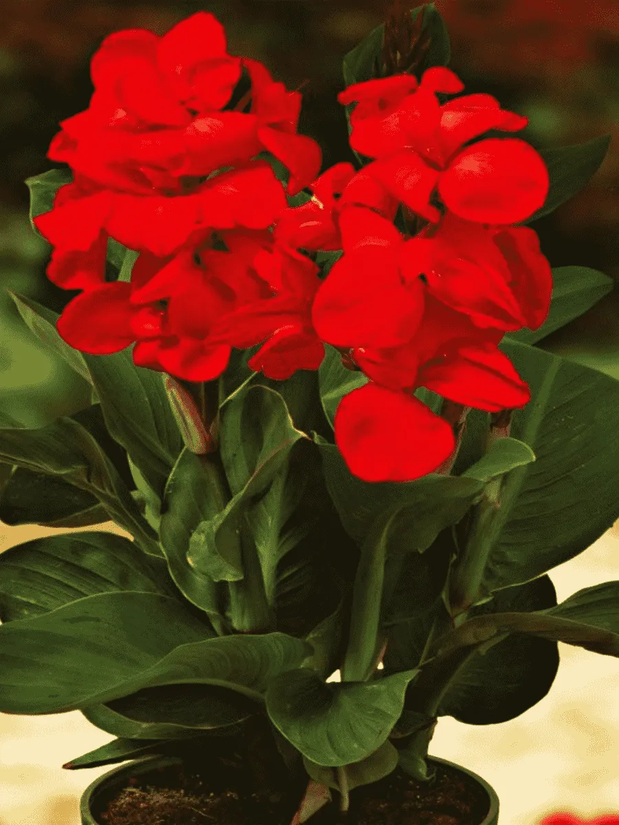 Канна горшечная Happy Carmen