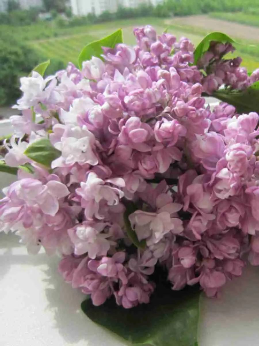 Сирень обыкновенная Елена Анжуйская