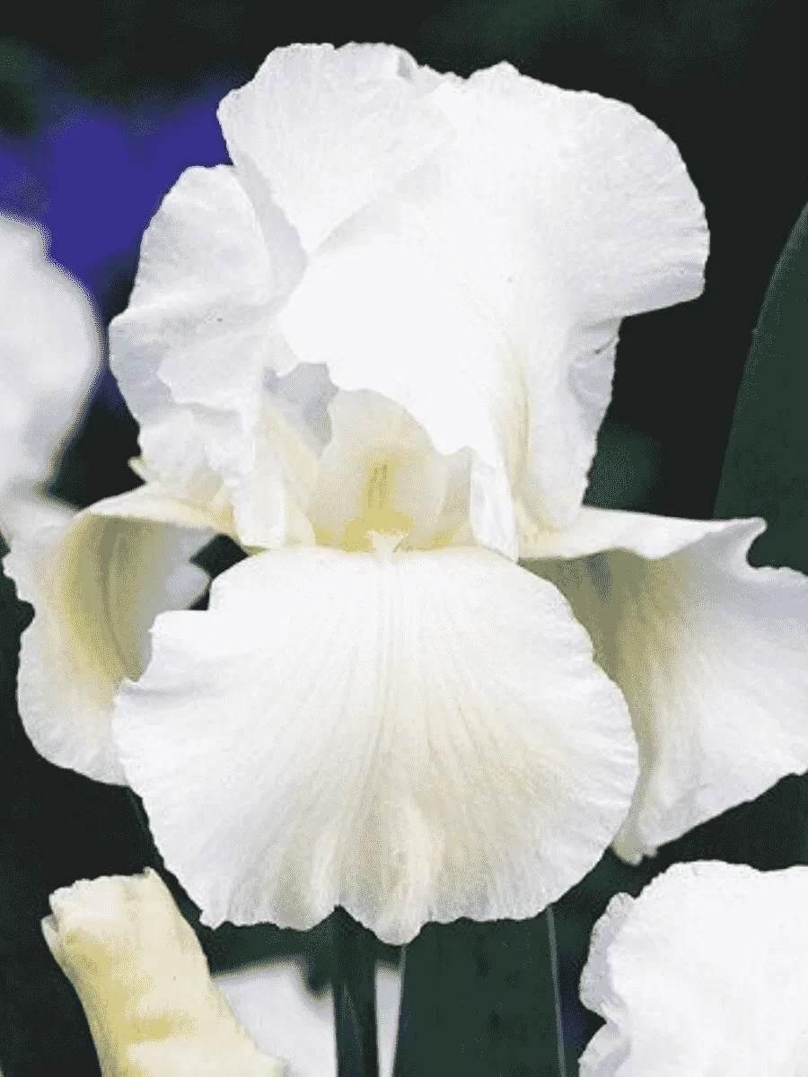 Ирис германский White Knight